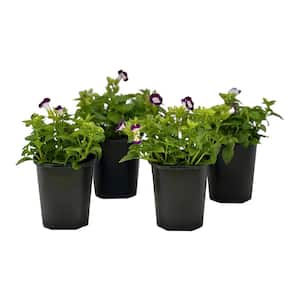 1.38 Pt. Torenia Kauia Burgundyin 4.5 In. Grower's Pot (4-Plants)
