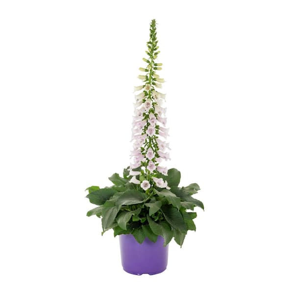 1.5 Gal Digitalis Foxglove 'Camelot Lavender' Purple Perennial Plant