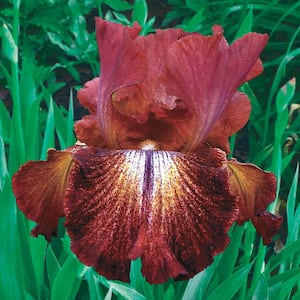 Paprika Fono's Reblooming Iris Reddish-Brown Yellow and White Flowers Live Bareroot Plant