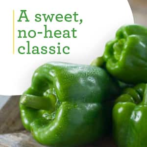 19 oz. Sweet Green Bell Pepper Plant (2-Pack)