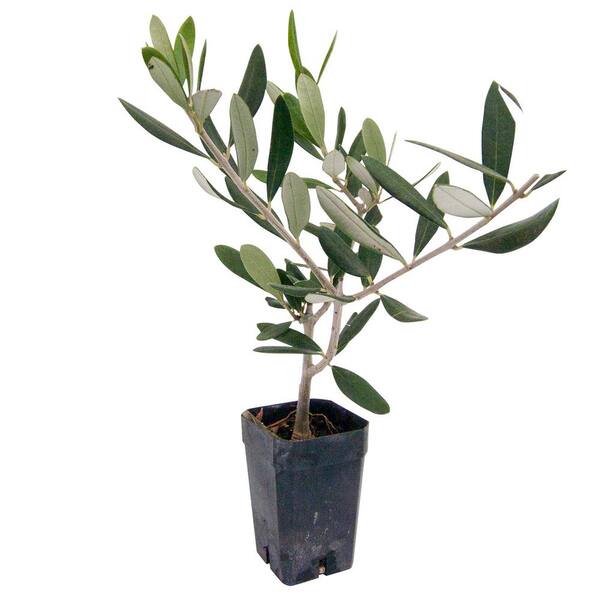 Olive Tree (Olea europaea): How to Grow and Care with Success