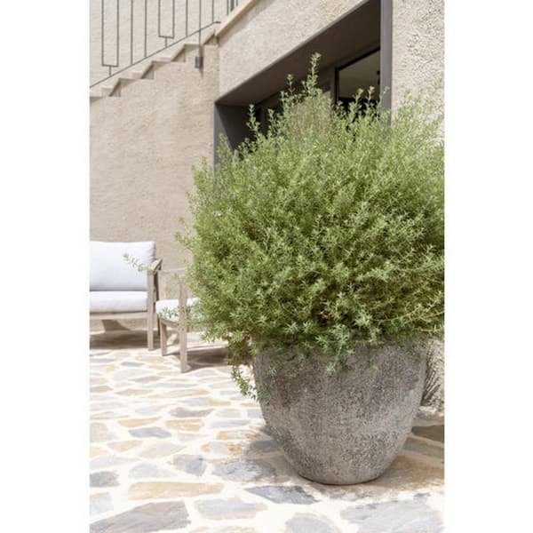 PotteryPots Ficonstone White The 20.47 Home H Round Jesslyn Outdoor - Medium Indoor in. Planter Imperial R1159-52-18 Depot