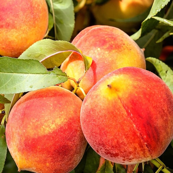 Unbranded 7 Gal. Flordaqueen Peach Fruit Tree