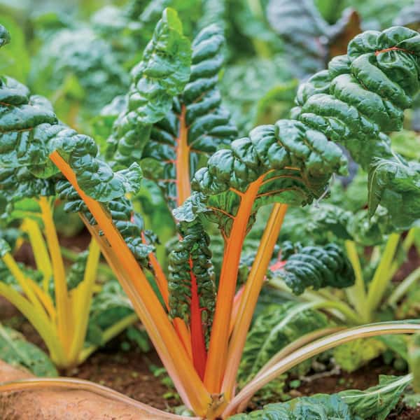Bonnie Plants 25 oz. Orange Swiss Chard Plant 715339121868 - The