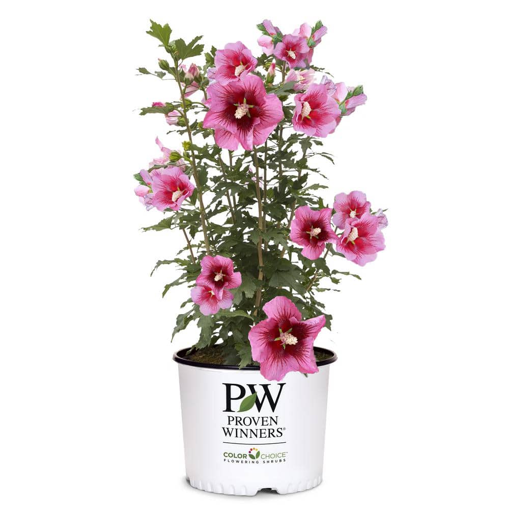 2 Gallon Red Pillar Hibiscus with Dark Pink Flowers