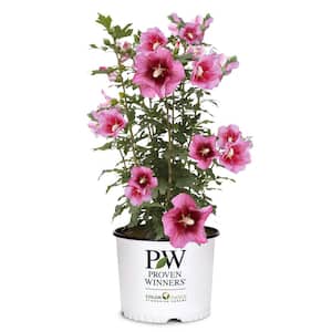 2 Gal. Red Pillar Rose of Sharon (Hibiscus) Shrub with Dark Pink Flowers with Red Centers