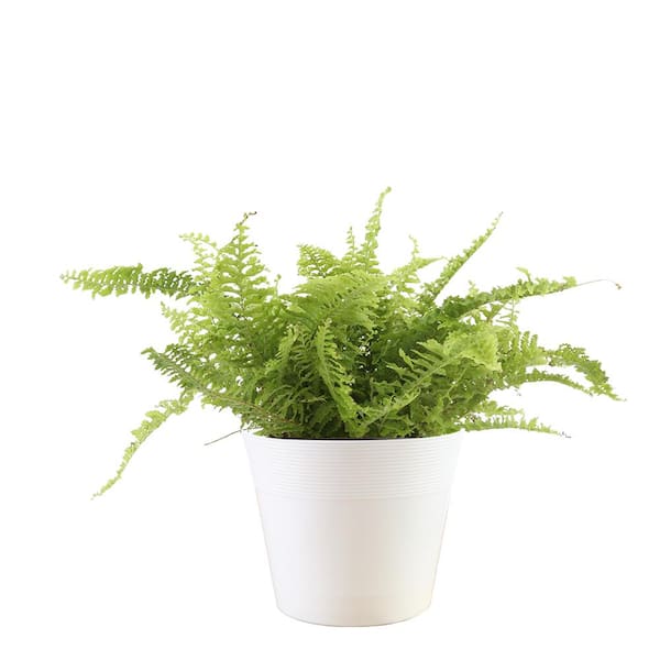 Vigoro Bird Nest Fern (Asplenium Nidus) in 6 in. Deco Pot