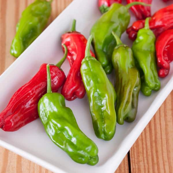 Bonnie Plants 19.3 oz. Shishito Pepper (2-Pack) 2P2705 - The Home Depot