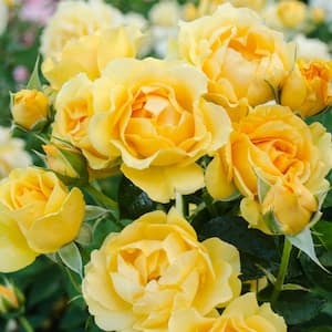 Julia Child 24 in. Tall Tree Rose, Live Bareroot Plant, Yellow Color Flowers (1-Pack)