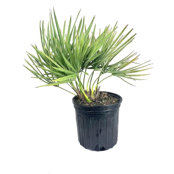 Hybrid Saw Palmetto-Live Plant in a 10 in. Growers Pot-Serenoa Repens 'Silver Green'-Ornamental Shrub from Florida