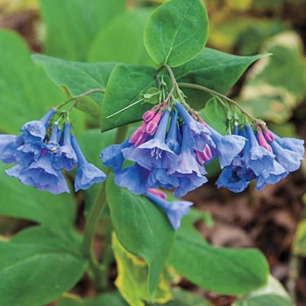 DIRECT GARDENING Virginia Bluebells (Mertensia), Dormant Bareroot