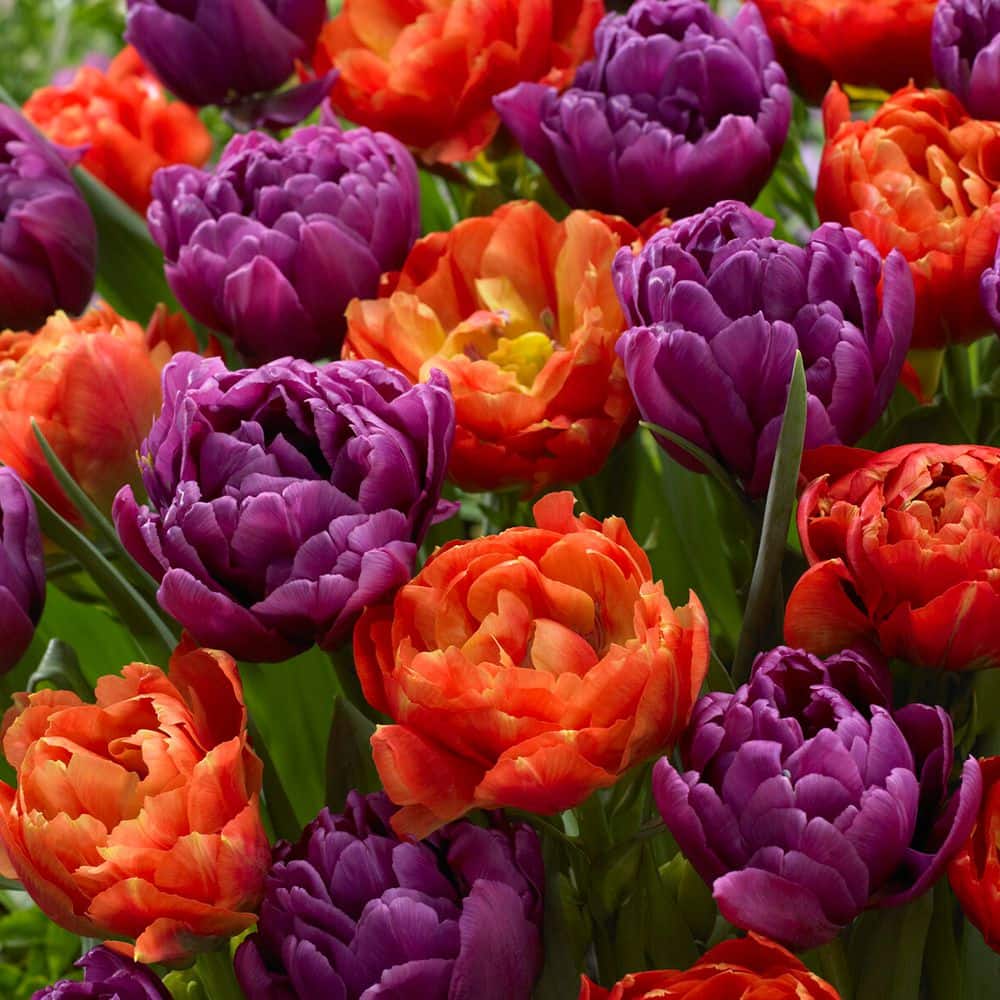 11/12cm, Orange and Purple Double Tulip Flower Bulbs (Bag of 25) price history on PriceWatchPro