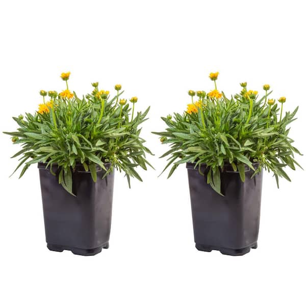 anthurium arion 6in-8in Anthurium 'Big Red Bird' – Paraíso Plant Studio