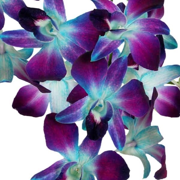 Fresh Tinted Blue orchid plant in Ozone Park, NY - Heavenly Florist