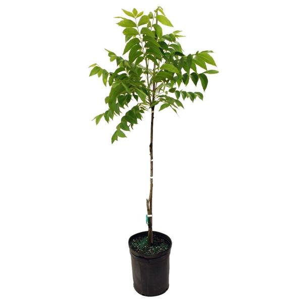 Unbranded Desirable Pecan Tree