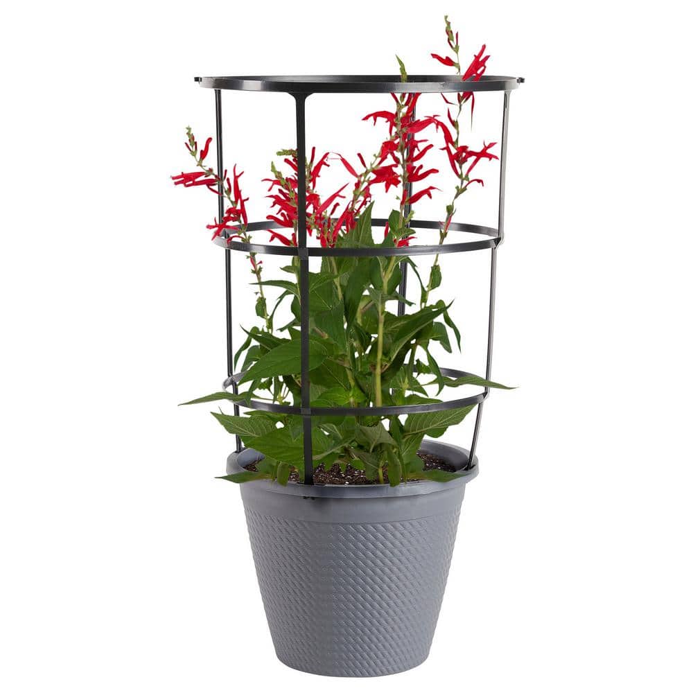sansevieria victoria Sansevieria 'Victoria' | Whale Fin Snake Plant