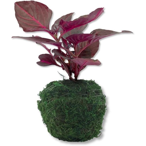 Wekiva Foliage Bloodleaf Plant in Moss Planter-Live Starter Plant in a 4 Inch Decorative Pot-Iresine Herbstii-Moss Ball Planter