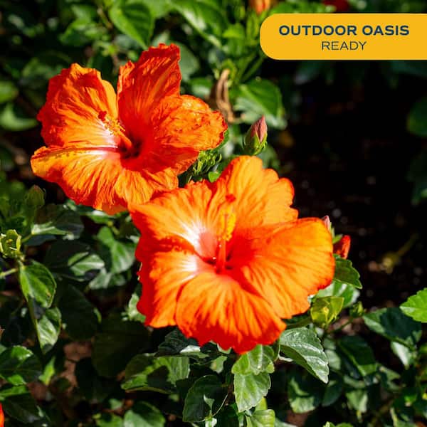 Costa Farms Orange Premium Hibiscus Tropical Live Outdoor Plant in