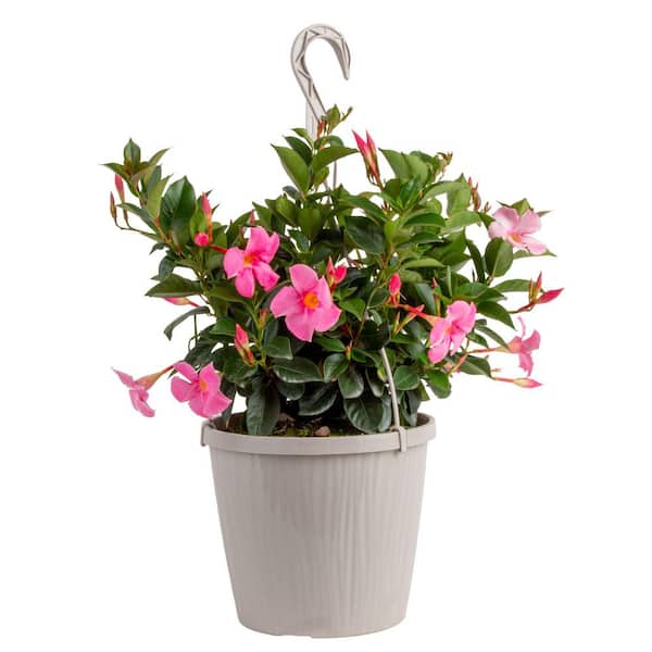 Grower's Choice Premium Mandevilla Live Outdoor Plant in 10 in. Hanging Basket, Avg. Shipping Height 3-4 ft. Tall