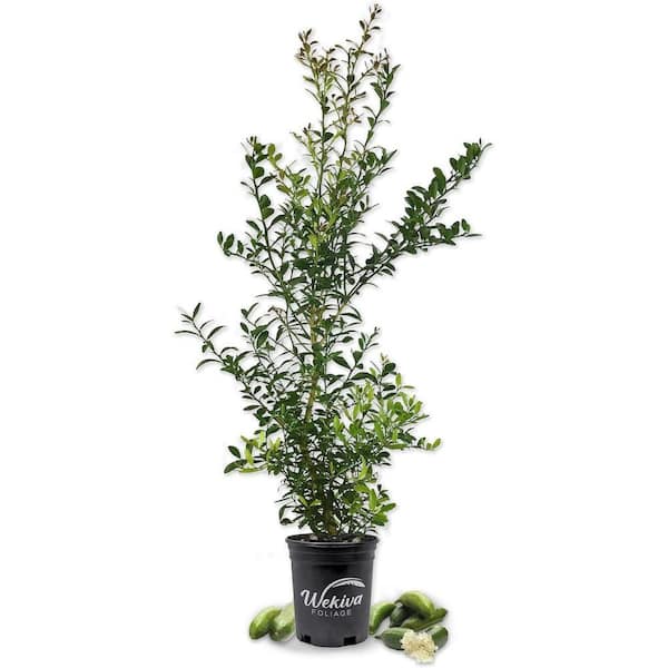 Australian Finger Lime Tree
