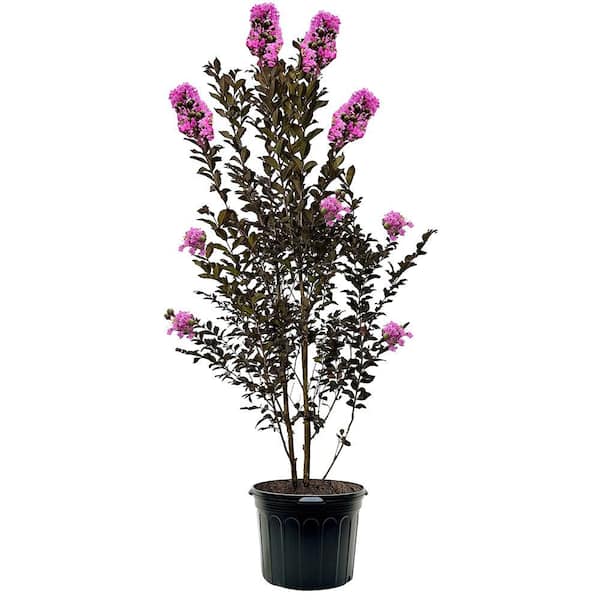 7 gal. Thunderstruck Lavender Skies Deciduous Flowering Crape Myrtle Tree (Lagerstroemia Indica) with Purple Flowers