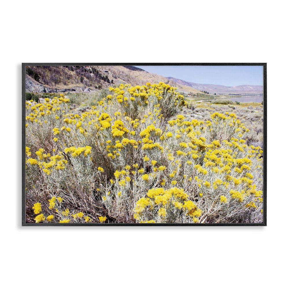 Yellow Flowers in Arid Meadow by Gemma Bardot Black Framed Nature Giclee Art Print 20 in. x 30 in. price history on PriceWatchPro