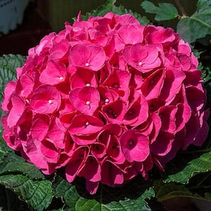 2.25 Gal. Pot Glowing Embers Hydrangea, Live Deciduous Flowering Shrub with Red Flowers (1-Pack)