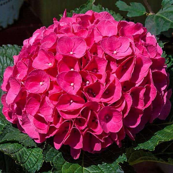 Spring Hill Nurseries 2.25 Gal. Pot Glowing Embers Hydrangea, Live Deciduous Flowering Shrub with Red Flowers (1-Pack)