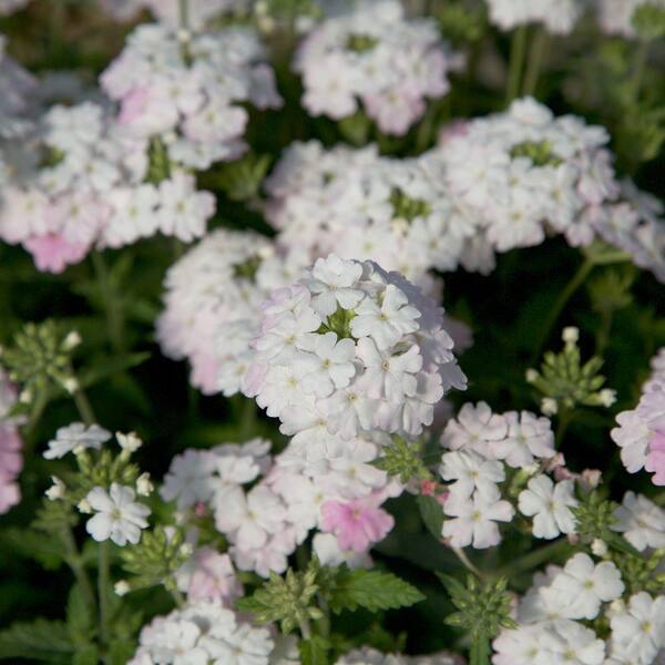 Southern Living Plant Collection 2 Gal. Endurascape White Blush Verbena - Perennial Plant with Clusters of Small White Blooms