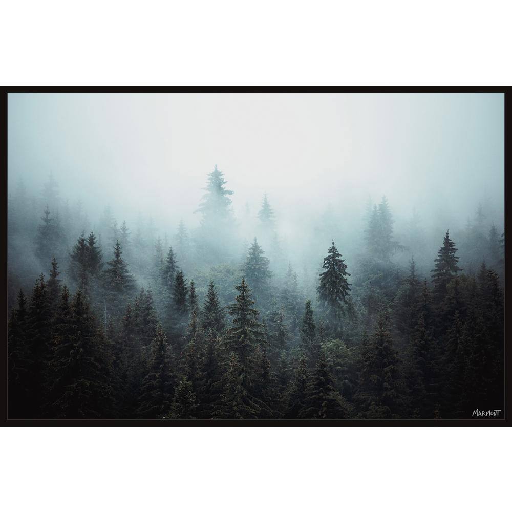 Foggy Pine Forest