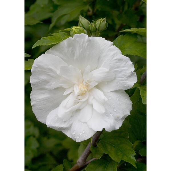 Details about   1 Gal Live Shrub With White Flowers White Pillar Rose Of Sharon Hibiscus