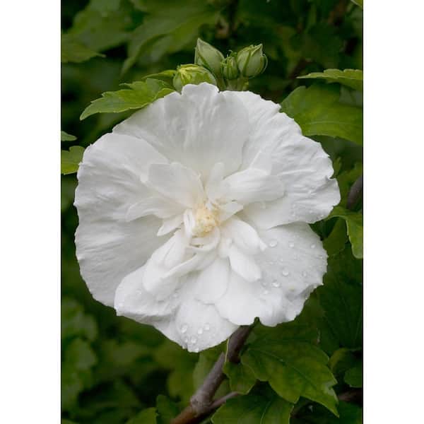 PROVEN WINNERS 1 Gal. White Chiffon Rose of Sharon (Hibiscus) Live Shrub, White Flowers