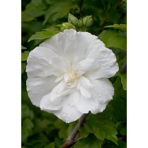 4.5 in. qt. White Chiffon Rose of Sharon (Hibiscus) Live Shrub, White Flowers