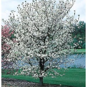 5 Gal. Cherokee Princess Dogwood Flowering Deciduous Tree with White Flowers