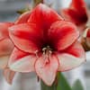 VAN ZYVERDEN Amaryllis Coral Beach Bulbs 88404 - The Home Depot