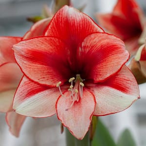 Amaryllis Coral Beach Bulbs