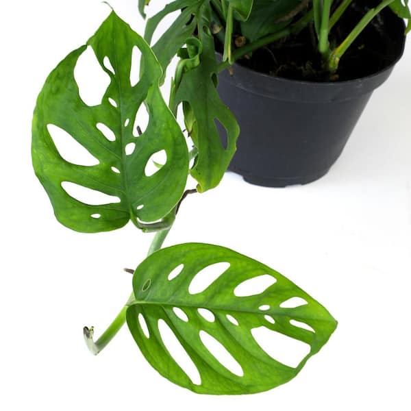 Altman Plants 6 in. Monstera Swiss Cheese Houseplant Hanging Basket