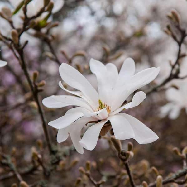 【非売品】DSME BW MAGNOLIA 1/800スケール 1 gal. Wisdom Series Green Star Deciduous Japanese Magnolia Tree