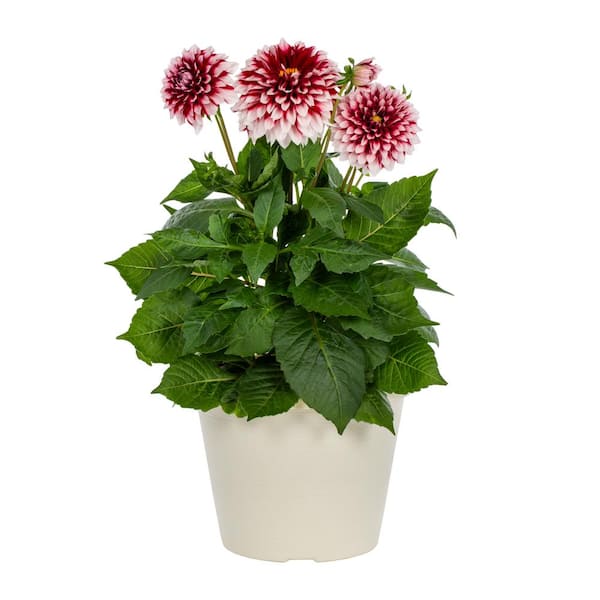 METROLINA GREENHOUSES 1 Gal. Dahlia in Decorative Planter Red and White Bicolor Annual Plant (1-Pack)