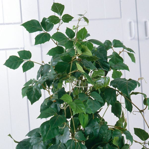 wie teuer ist ein olivenbaum Olivenbaum kaufen