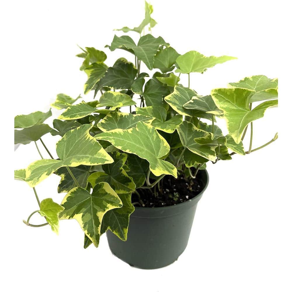 「sckng.w 」la basic IVY Wekiva Foliage Golden English Ivy-Live Plant in a 6 in. Pot-Hedera
