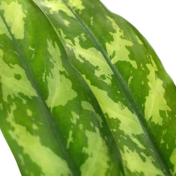 米山舞　everlasting plants national PLANT NETWORK 4 in. Aglaonema Aurora Siam Chinese