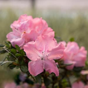 1 Gal. Autumn Debutante - Re-Blooming Evergreen Shrub with Soft-Pink Blooms