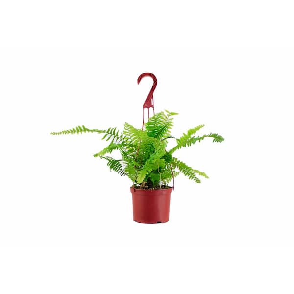Shop Succulents Nephrolepis Exaltata 'Boston Fern' in 6 in. Grow Pot, Easy to Grow, Indoor/Outdoor Houseplant