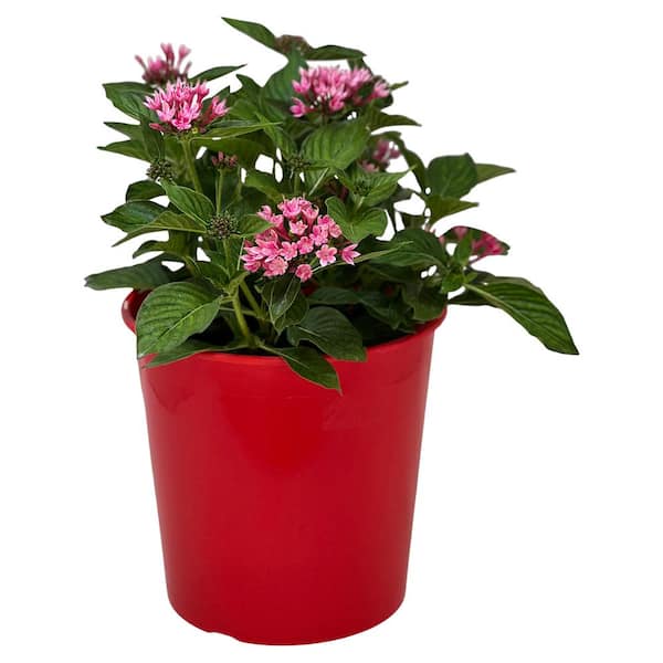 1.5 Gal. Penta Plant Apple Blossom Flower in 8.25 in. Grower's Pot