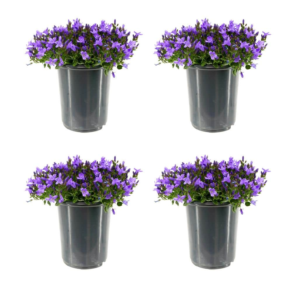 2.5 qt. Campanula Portenschlagiana Catharina Perennial Plant with ...