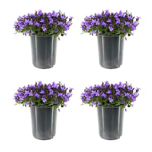 2.5 qt. Campanula Portenschlagiana Catharina Perennial Plant with Purple Flowers (4-Pack)