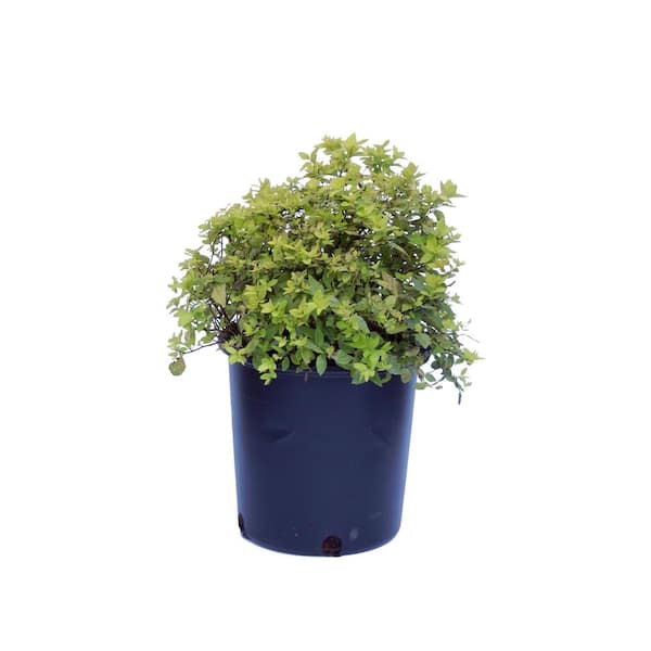 Cottage Gardens 1 Gal. Gold Mound Spirea Shrub with Pink Flowers ...