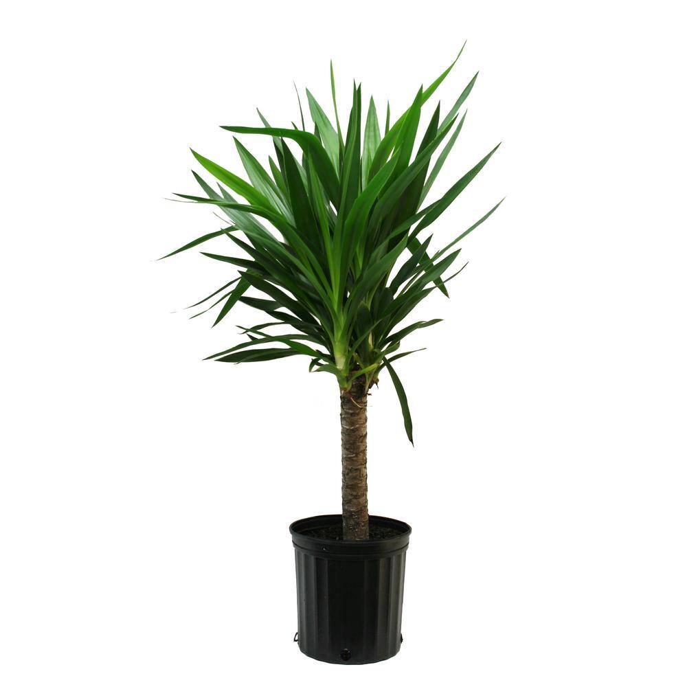 costa-farms-house-plants-