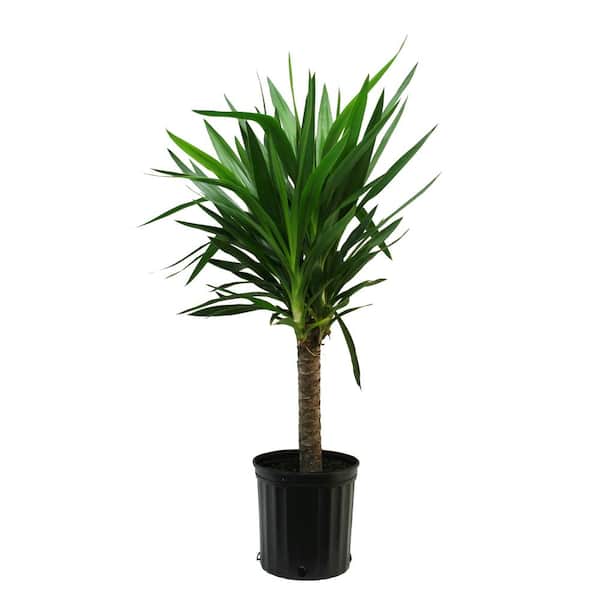 Costa Farms 10 in. Yucca Plant in Deco Container